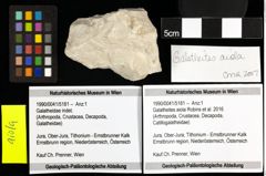 Foto (Objekt + Etiketten) von Galatheites aiola (Robins et al., 2016) 